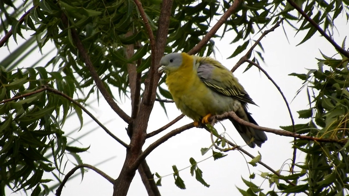 Yellow-footed Green-Pigeon - ML606152701