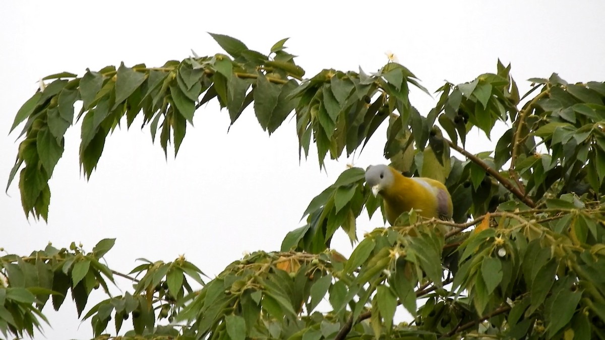 Yellow-footed Green-Pigeon - ML606152761