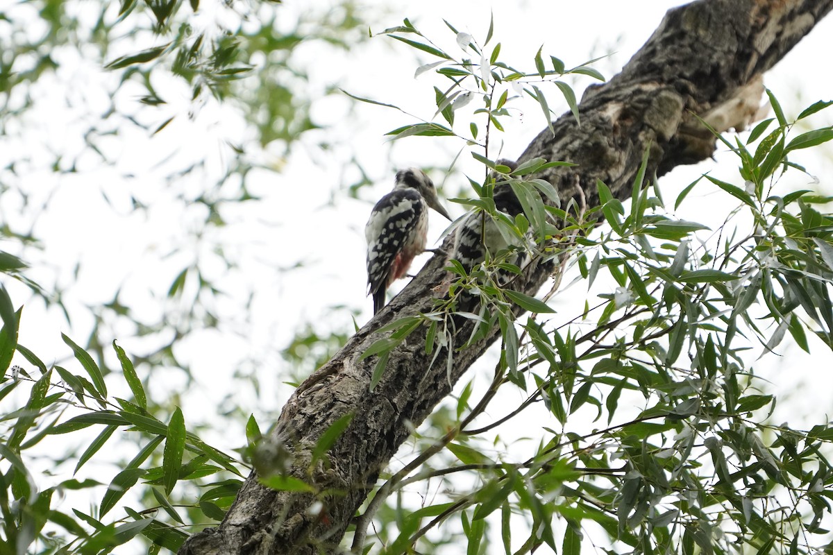 White-backed Woodpecker - ML606153451