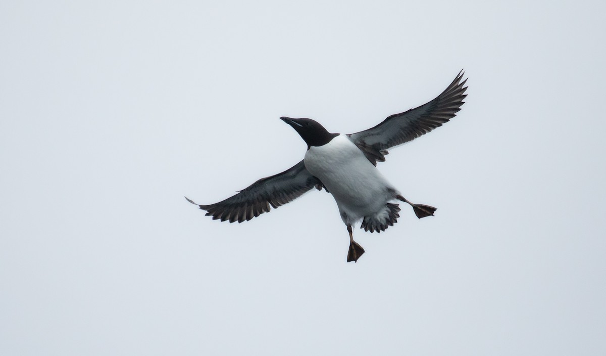 Thick-billed Murre - ML606153951