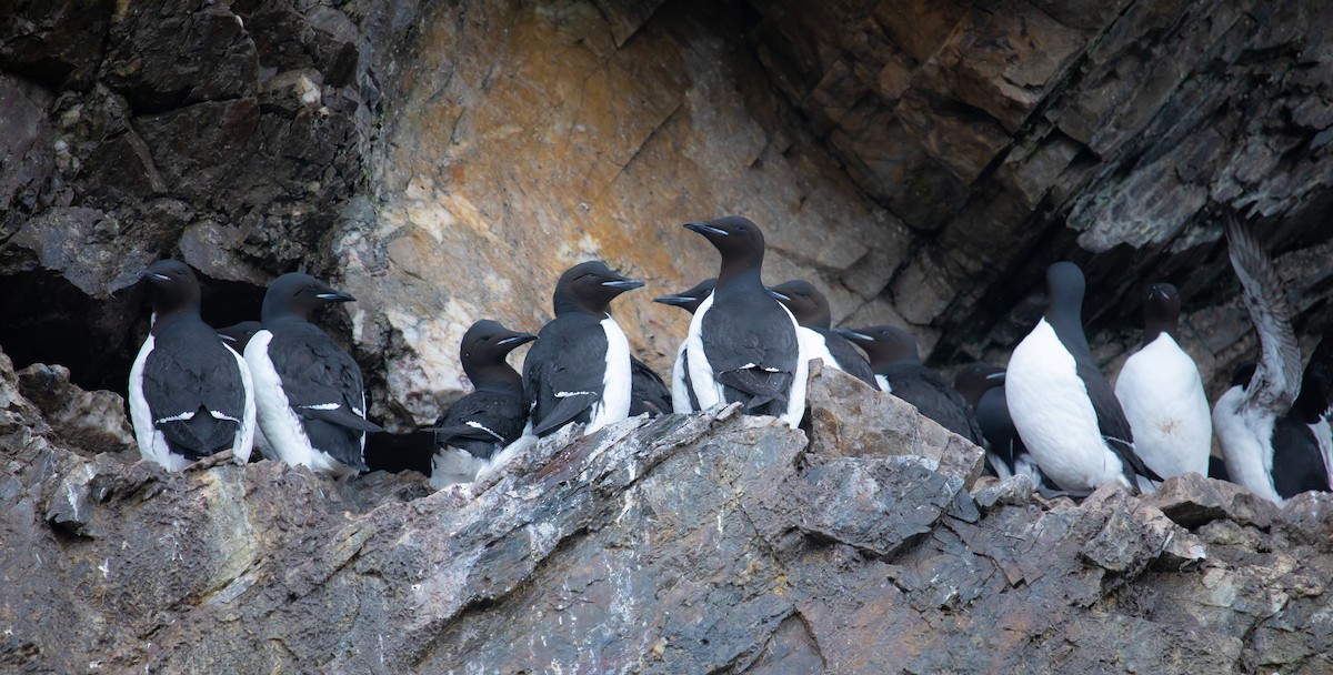 Thick-billed Murre - ML606153961