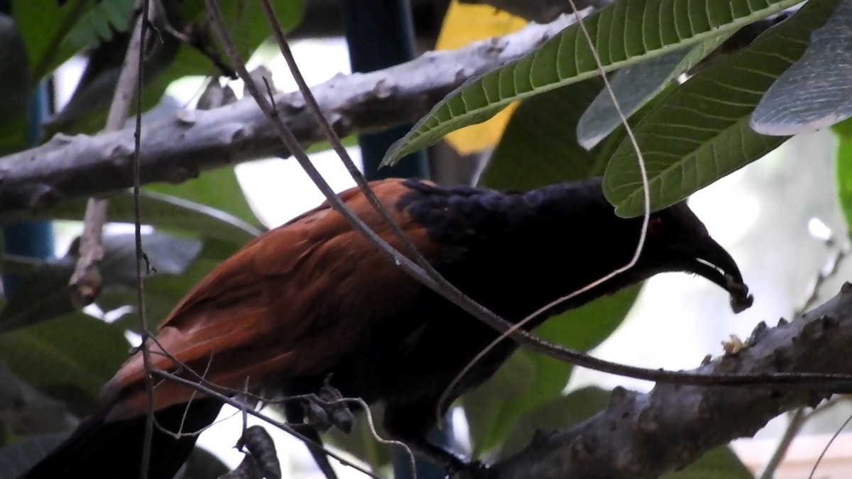 Greater Coucal (Southern) - ML606154421