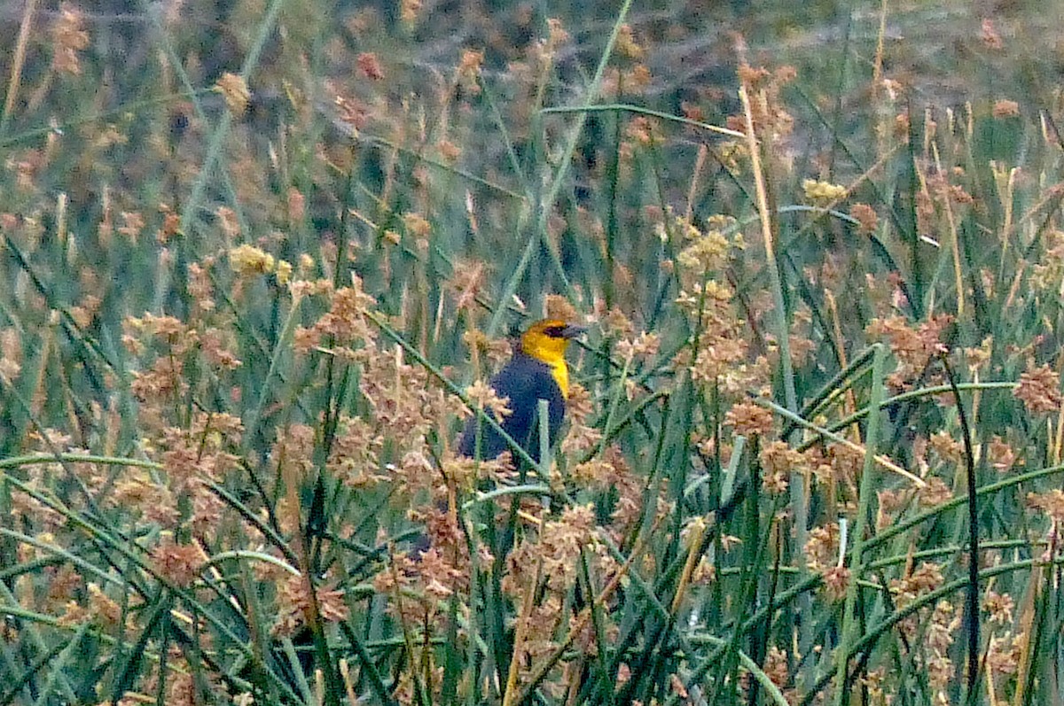 Yellow-headed Blackbird - ML606156901