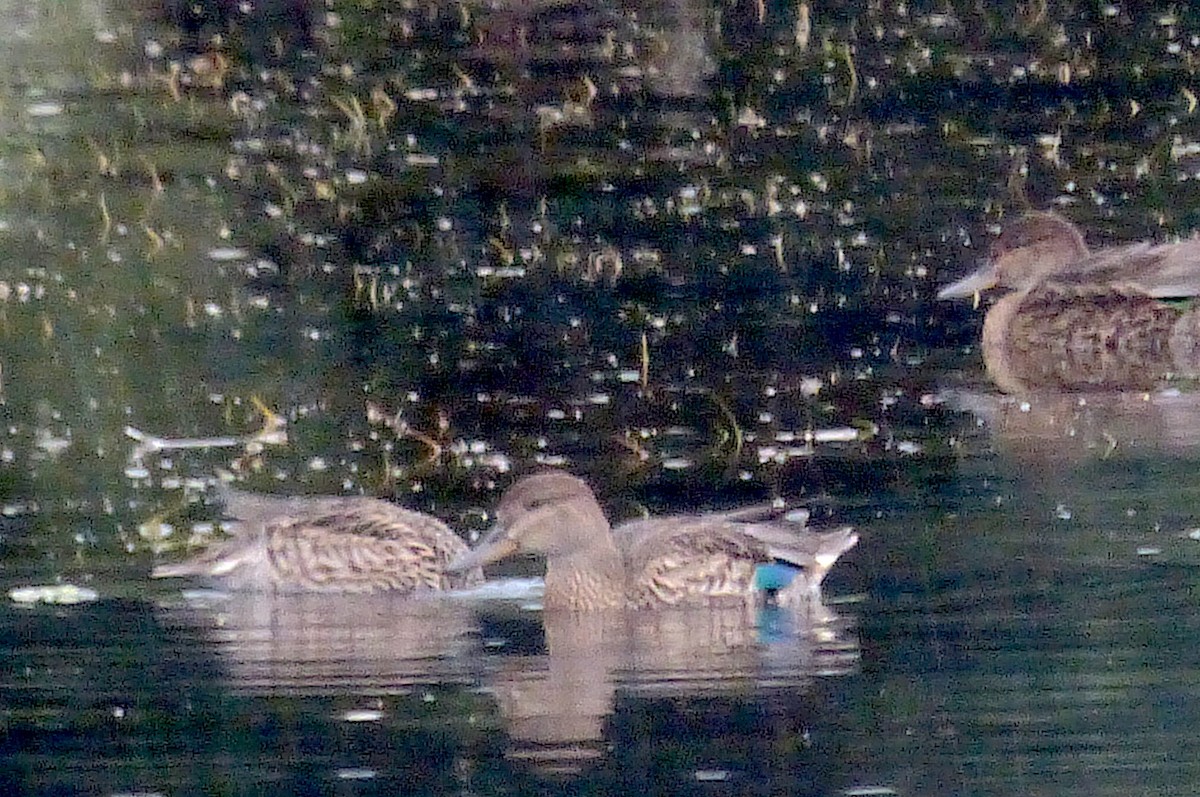 Green-winged Teal - ML606157221