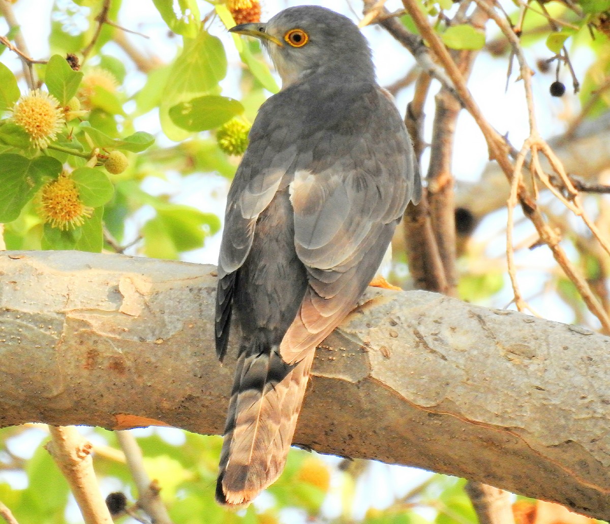 Common Hawk-Cuckoo - Anil tripathi