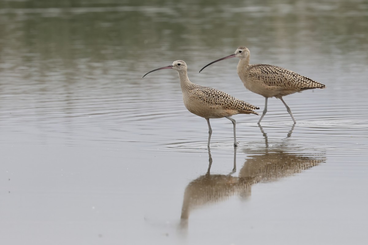 Long-billed Curlew - ML606159131