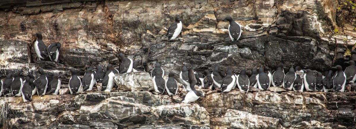 Thick-billed Murre - ML606161241