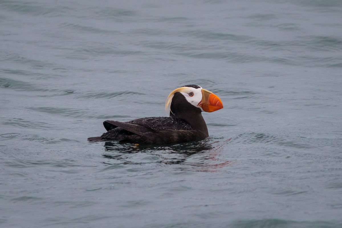 Tufted Puffin - ML606161381