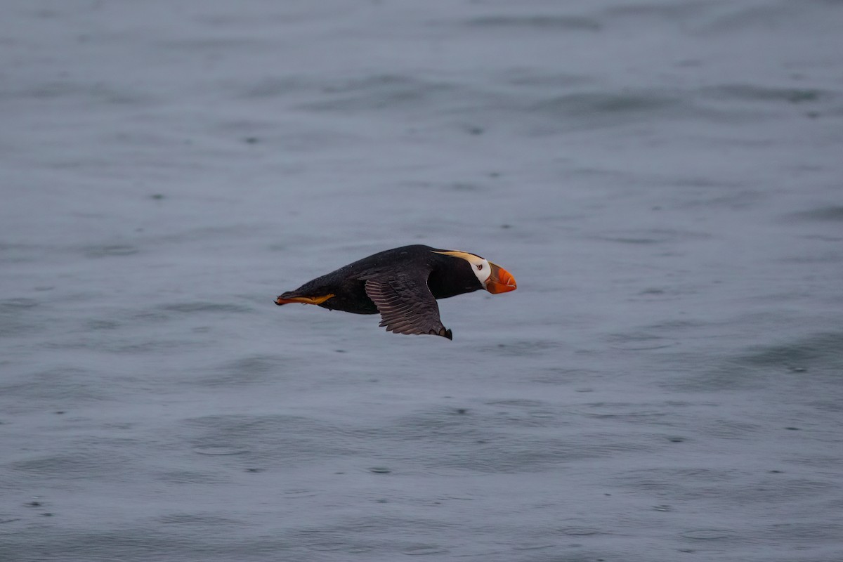 Tufted Puffin - ML606161401