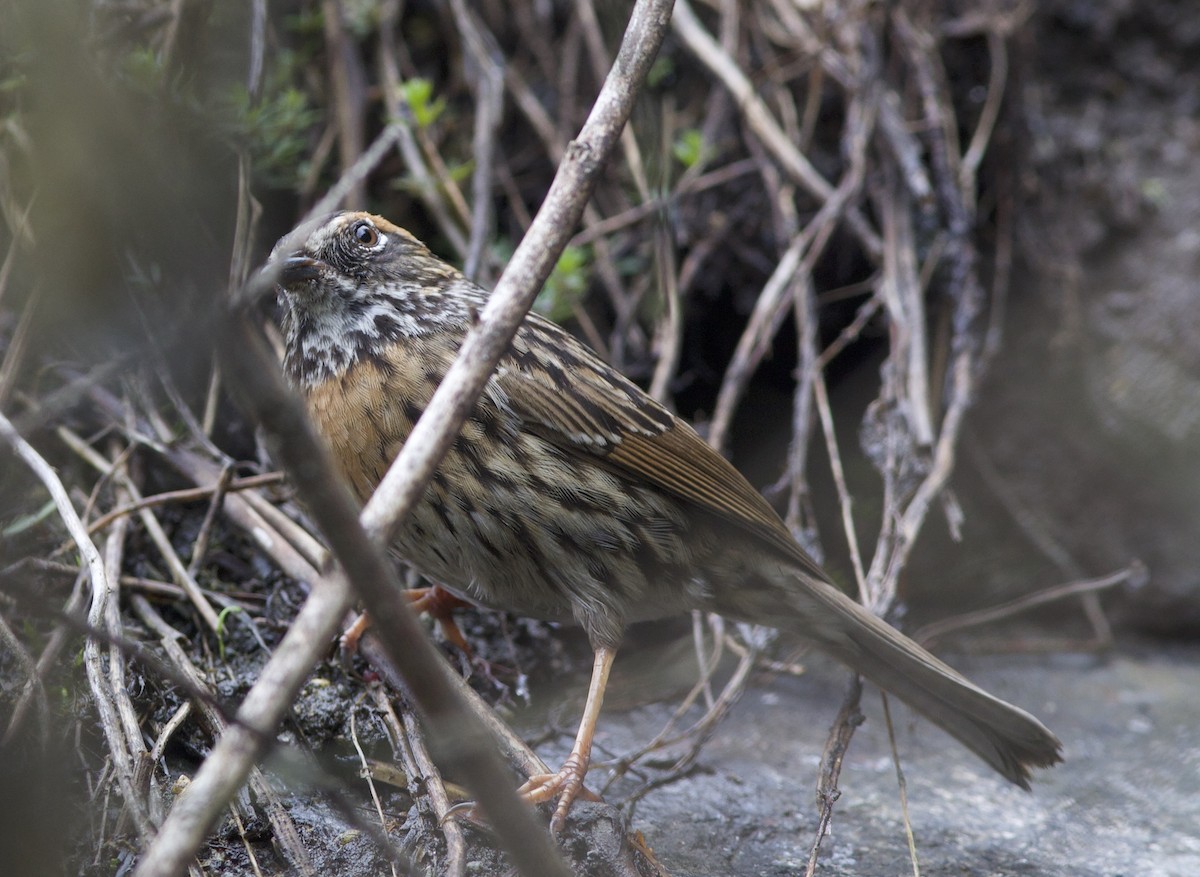 Rufous-breasted Accentor - ML606162001