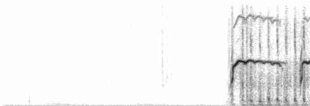 Ornate Tinamou - ML606162471