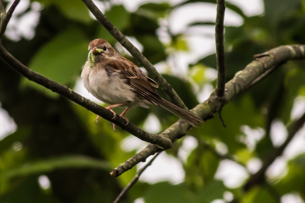 Field Sparrow - William Keim