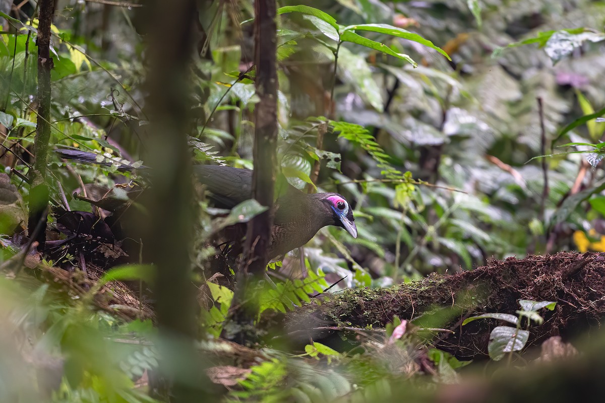 Sumatran Ground-Cuckoo - ML606163511