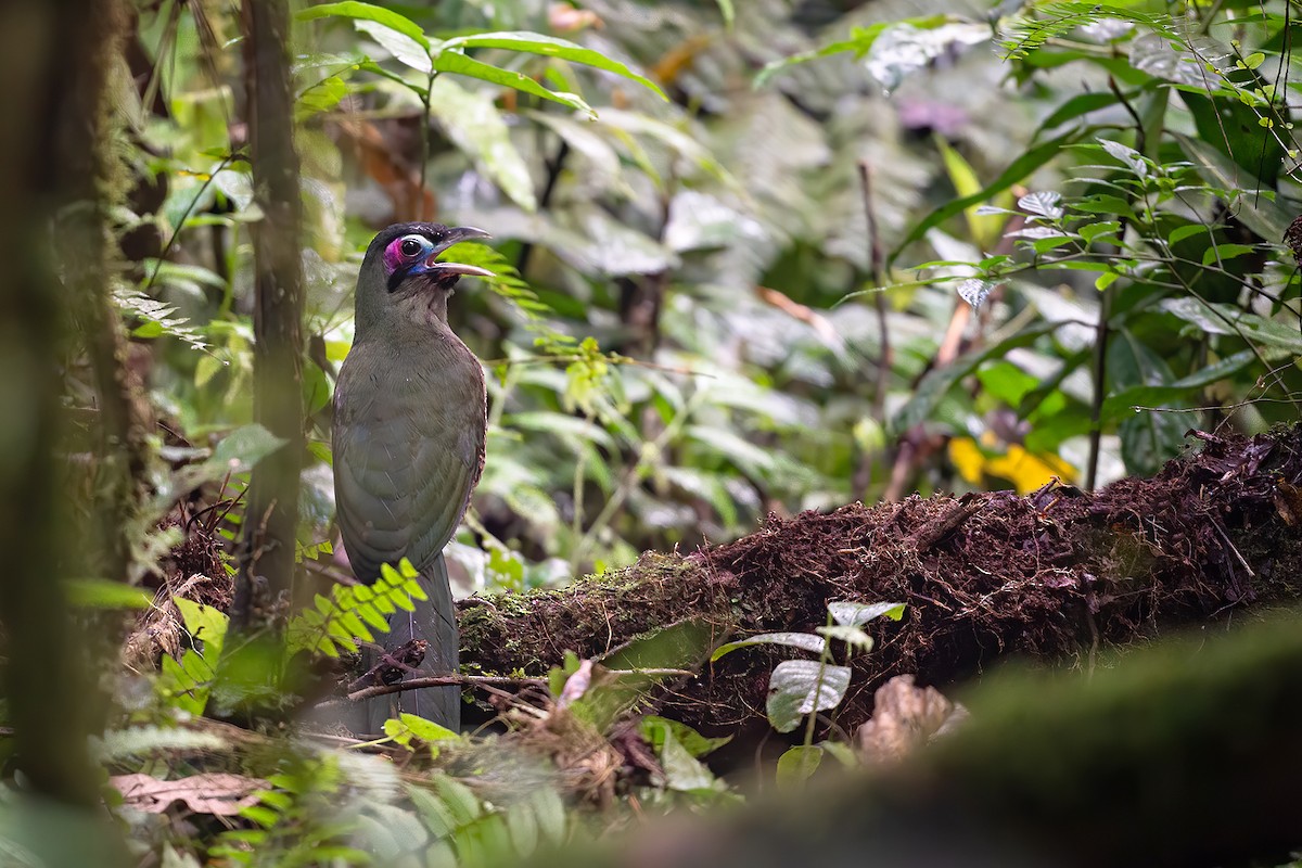 Sumatran Ground-Cuckoo - Boas Emmanuel