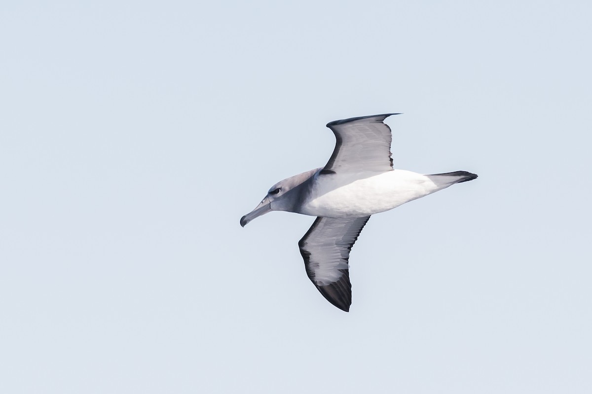 White-capped Albatross - ML606166591