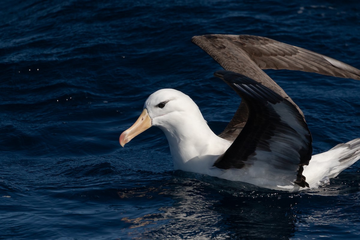 Black-browed Albatross (Black-browed) - ML606166641