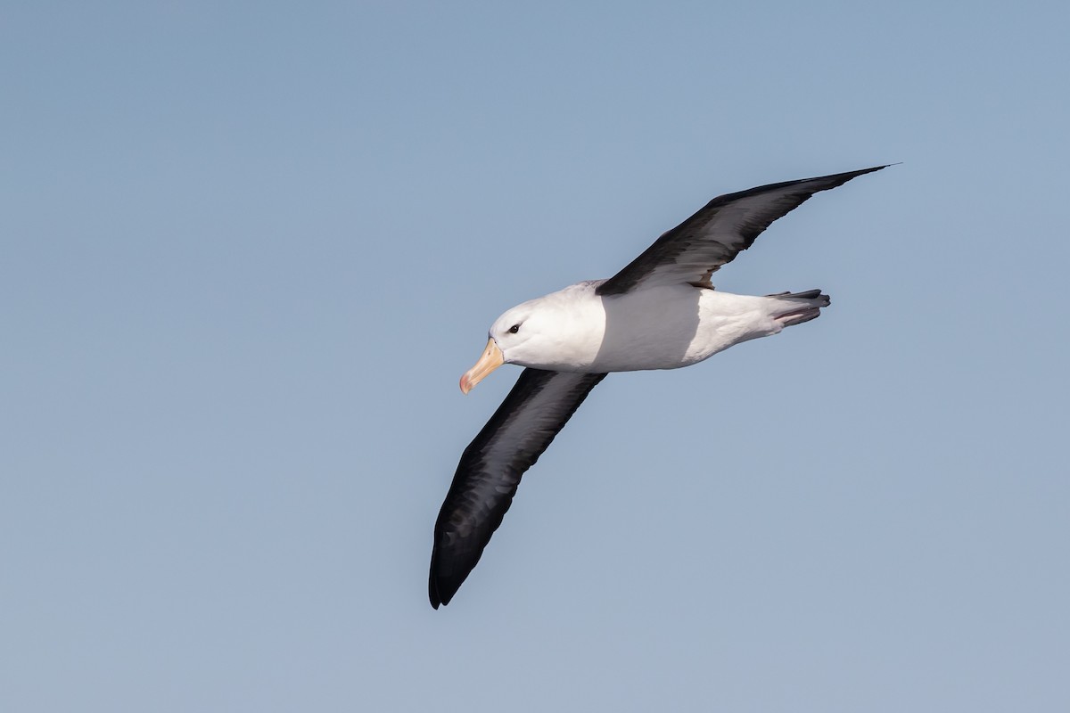Black-browed Albatross (Black-browed) - ML606166651