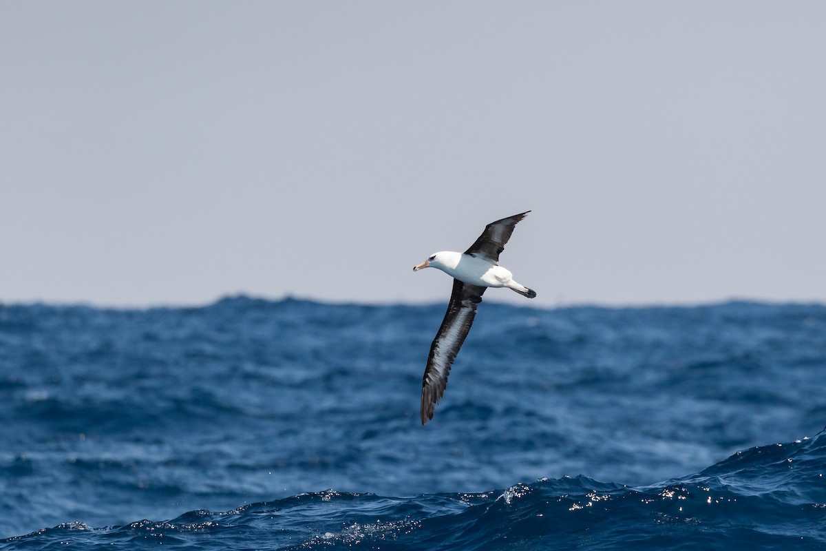 Black-browed Albatross (Campbell) - ML606166691