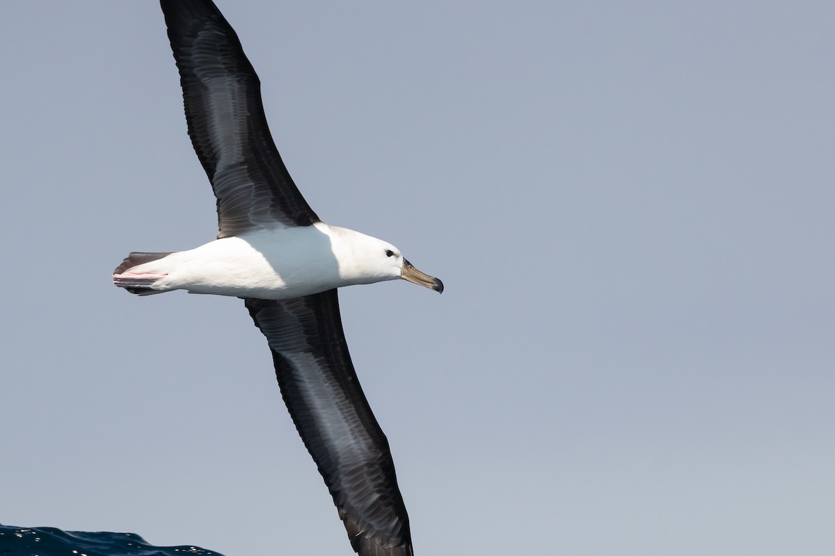 Black-browed Albatross (Black-browed) - ML606166711