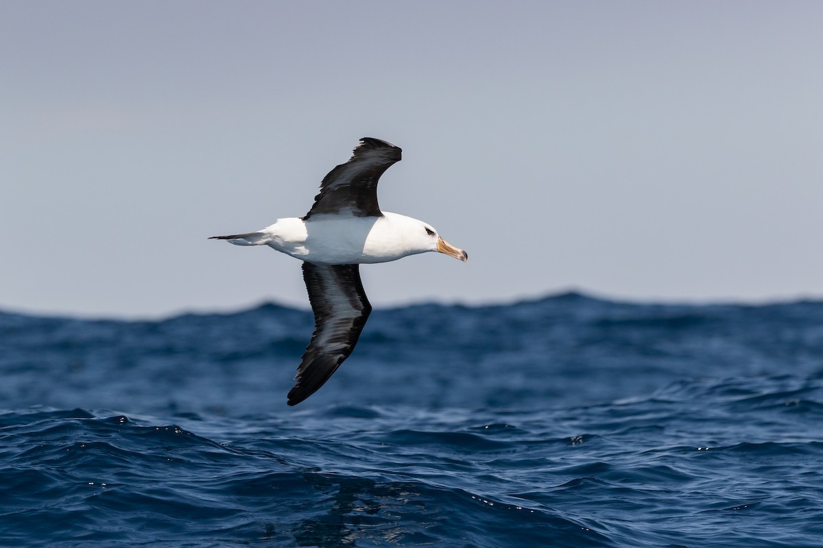 Black-browed Albatross (Campbell) - ML606167441
