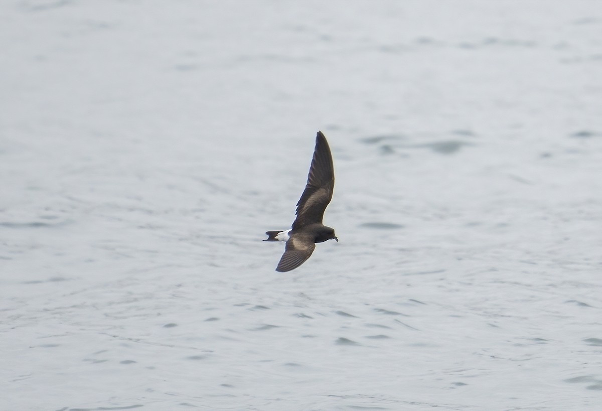 Wedge-rumped Storm-Petrel - Anonymous