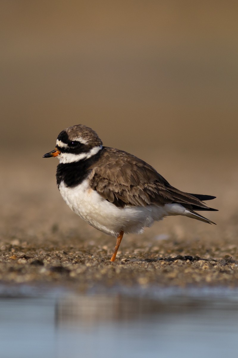 Common Ringed Plover - ML606170961