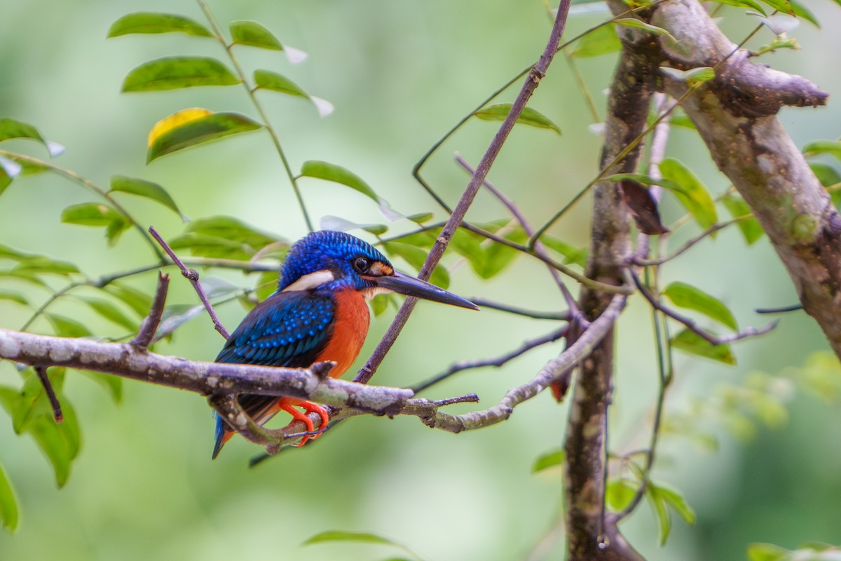 Blue-eared Kingfisher - ML606172781