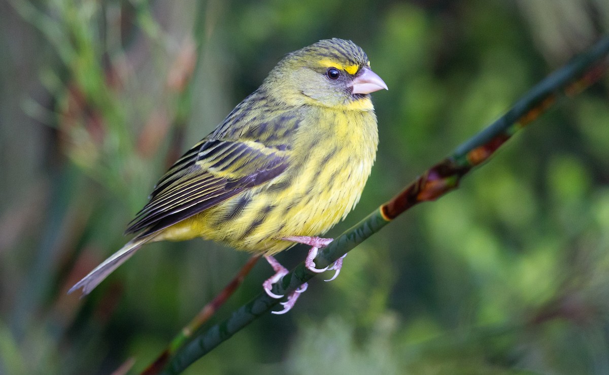 Forest Canary - ML606173011