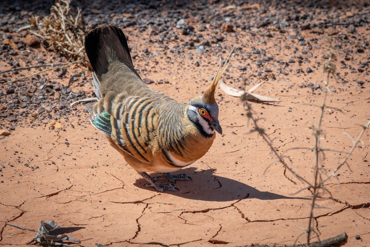 Spinifex Pigeon - ML606174101