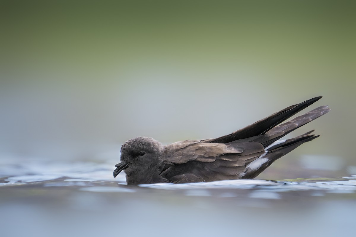 Wedge-rumped Storm-Petrel - Anonymous
