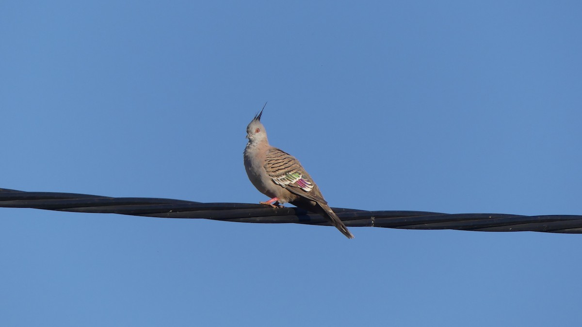 Crested Pigeon - ML606180391