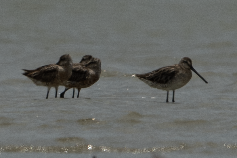 Asian Dowitcher - ML606184171