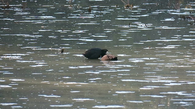 Red-knobbed Coot - ML606184891