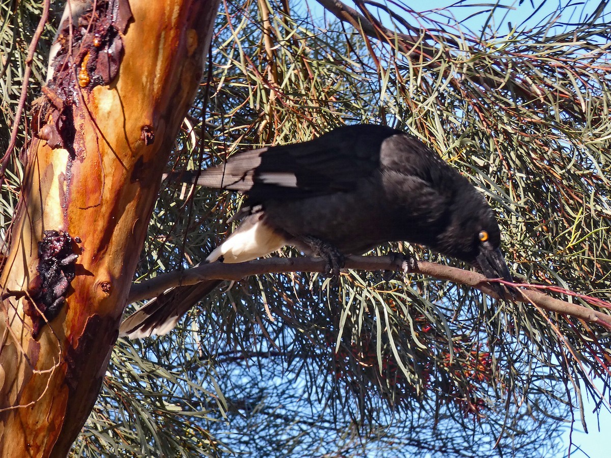 Pied Currawong - ML606185471