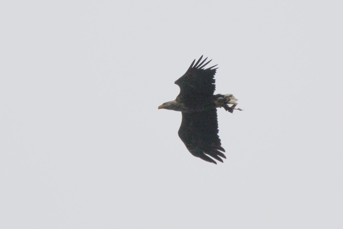 White-tailed Eagle - ML606186441