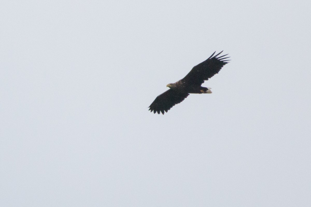 White-tailed Eagle - ML606186451