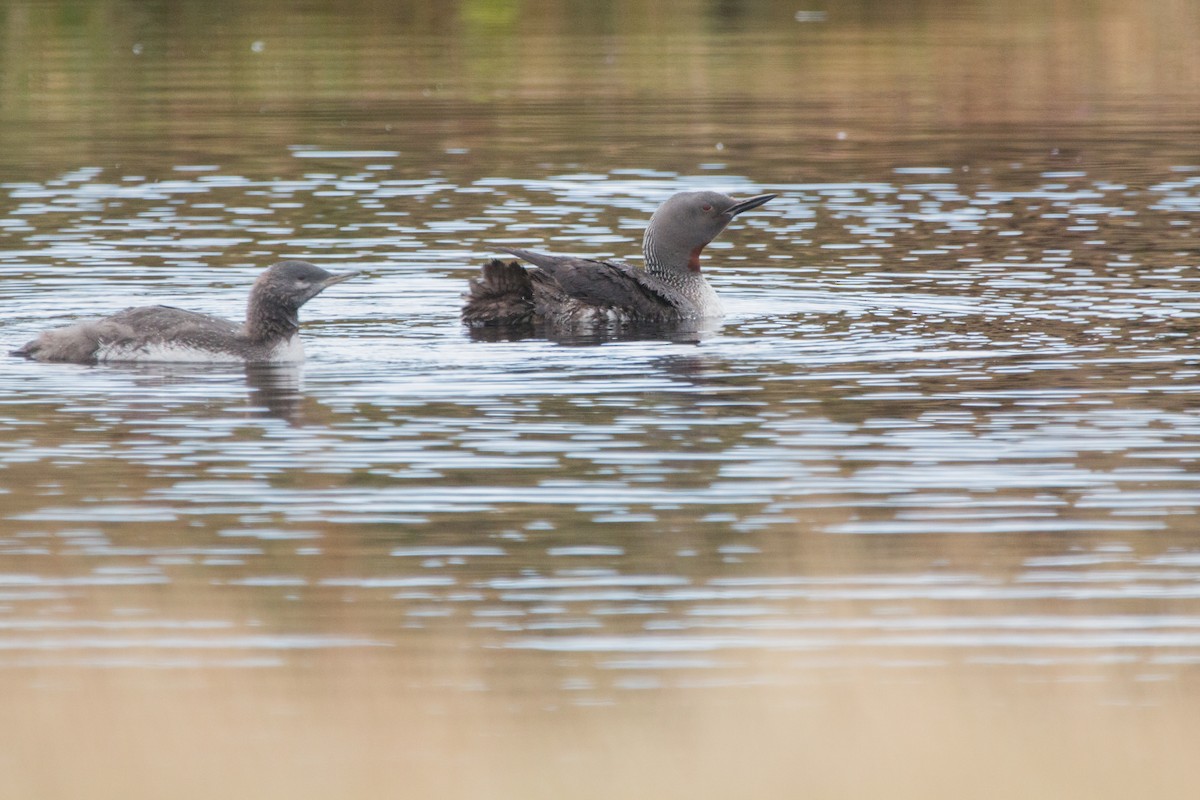 Red-throated Loon - ML606186921