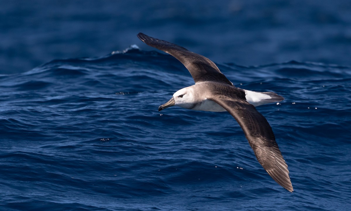 Black-browed Albatross (Black-browed) - ML606187671