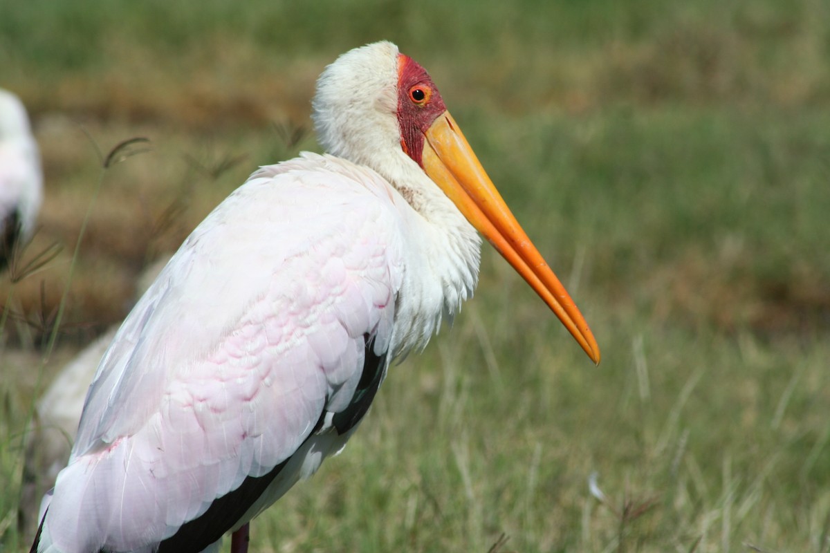 Yellow-billed Stork - David Orth-Moore