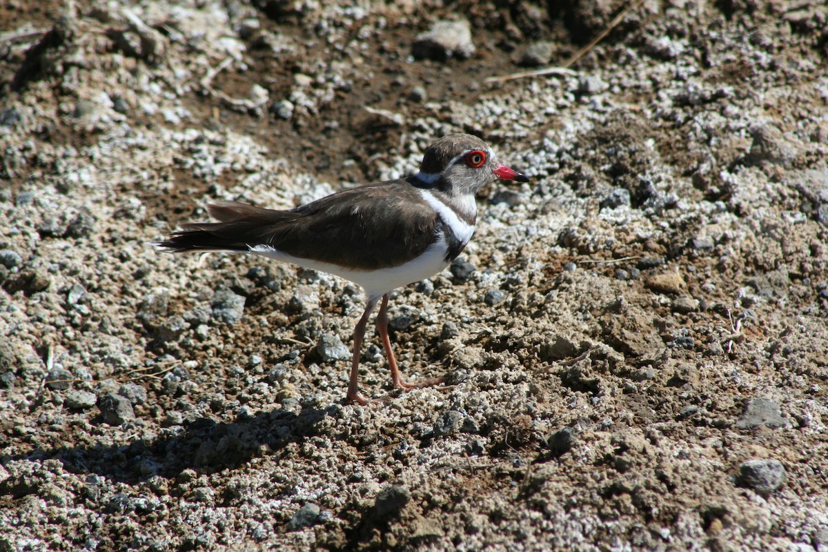 Three-banded Plover - ML60618981