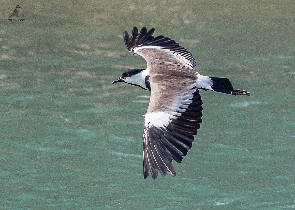Spur-winged Lapwing - ML606189901