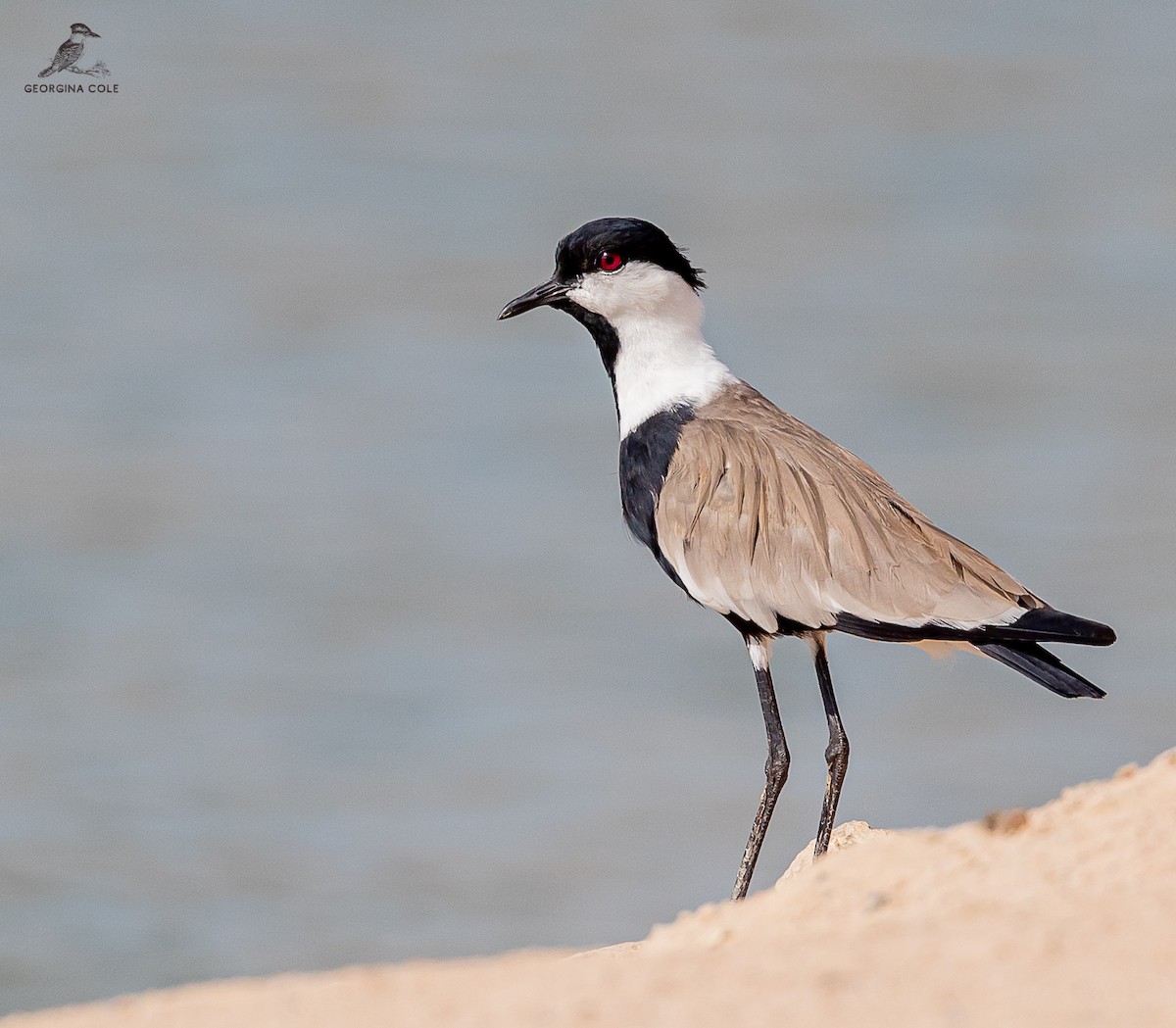 Spur-winged Lapwing - ML606189911