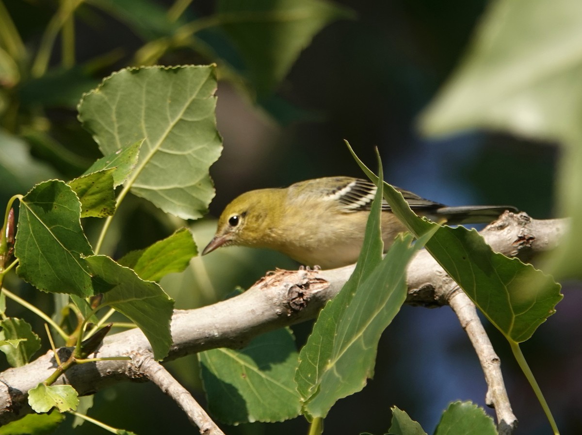 Bay-breasted Warbler - ML606191911