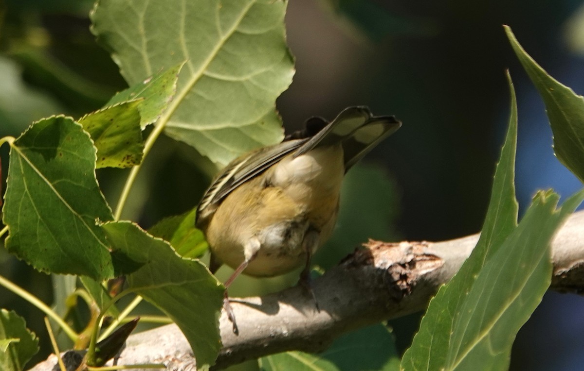 Bay-breasted Warbler - ML606192041