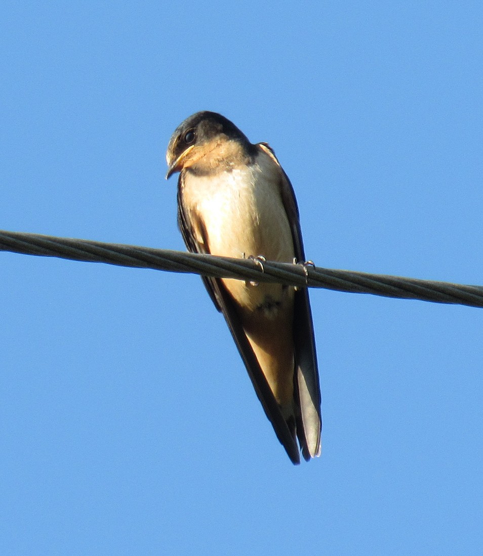 Barn Swallow (American) - ML606192661