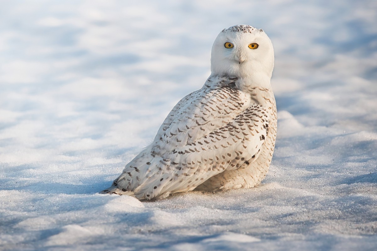 Snowy Owl - Zane Shantz