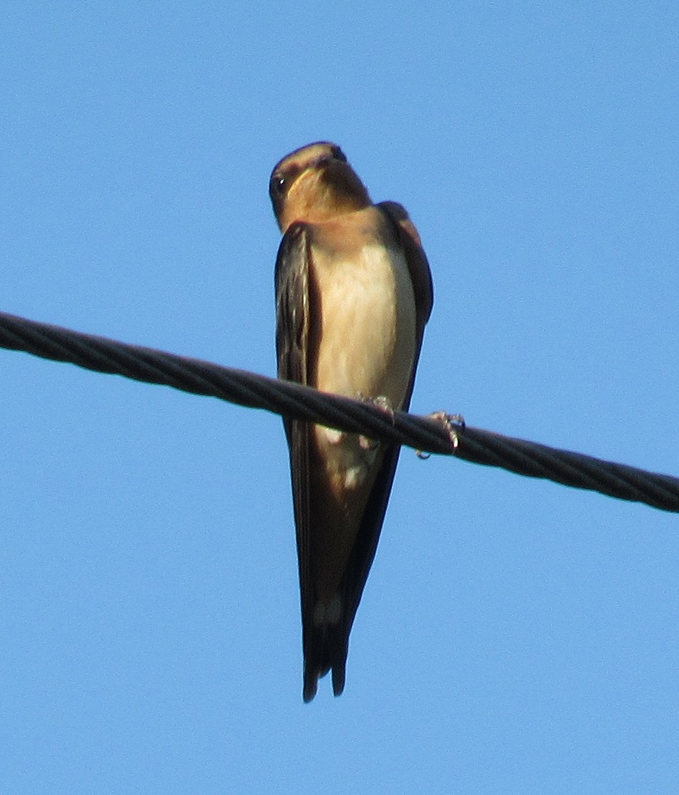Barn Swallow (American) - ML606192951