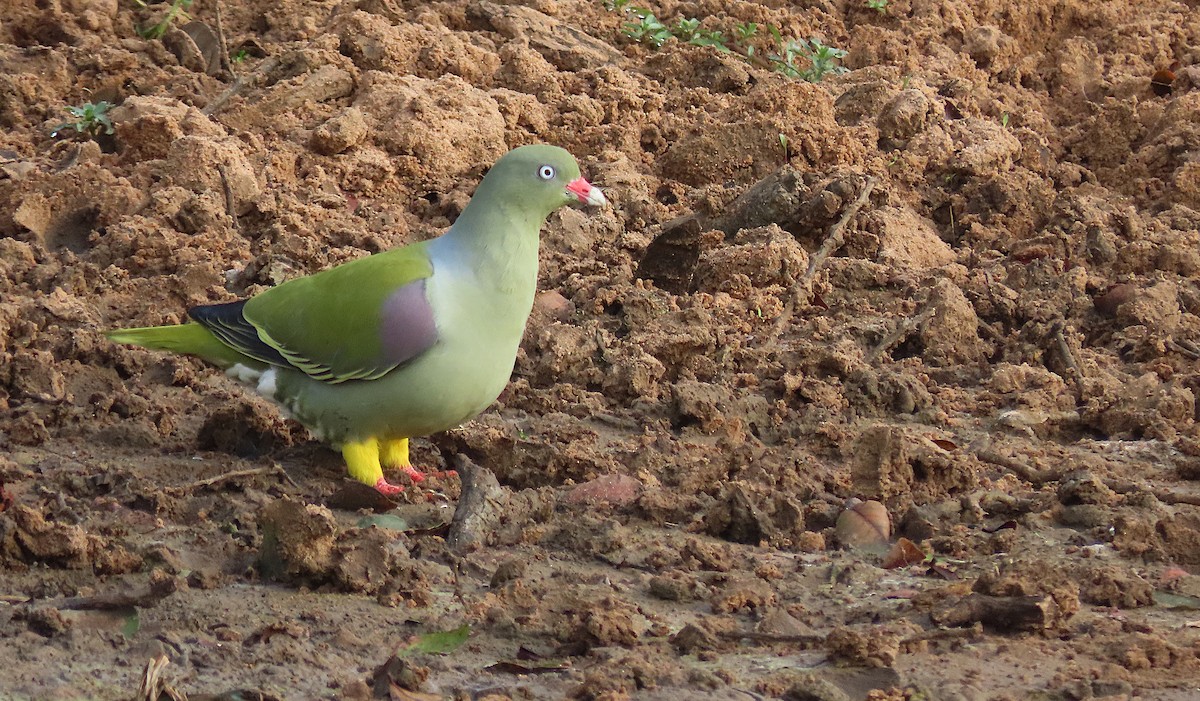 African Green-Pigeon - ML606197651