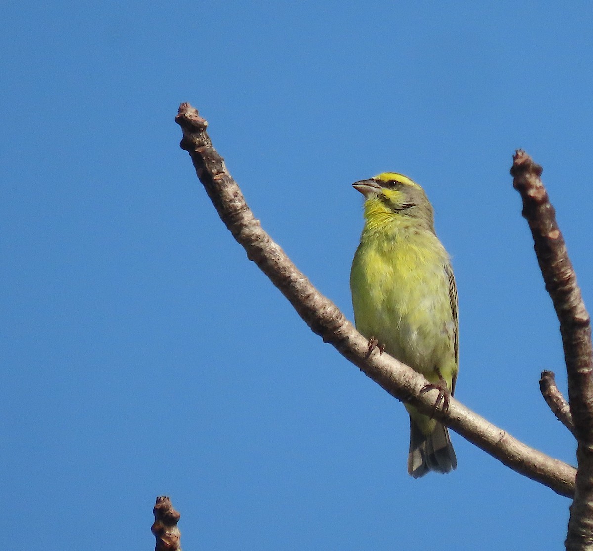 Yellow-fronted Canary - ML606197911