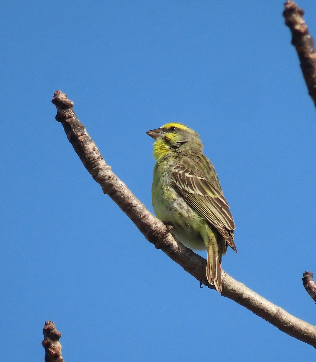 Yellow-fronted Canary - ML606197971